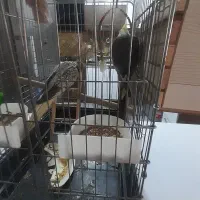 ی جفت عروس هلندی مولد بشرط با دوتا جوجه