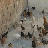 نیمچه مرغ و خروس،