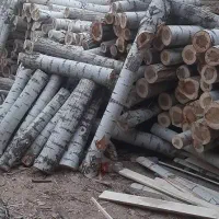 خرید همه نوع چوب|خدمات باغبانی و درختکاری|اردبیل, |دیوار