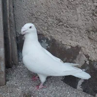 کبوتر  هومر نر و سوسکی