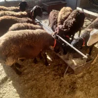 میش افشاری همو وهترو