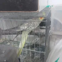 عرووس|پرنده|قم, شهر قائم|دیوار