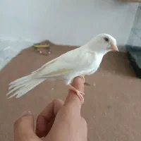 قناری نر سفید|پرنده|دهگلان, |دیوار