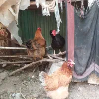 مرغ وخروس رسمی