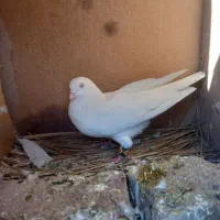 سفید  چشم سفید