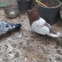 یک جفت کفتر نر وماده کله ای|پرنده|شیراز, درکی|دیوار