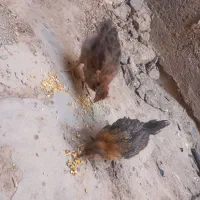 جوجه محلی