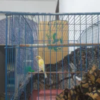 قناری نر|پرنده|بوشهر, |دیوار