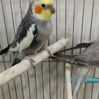 عروس هلندی جفت سالم و عالی