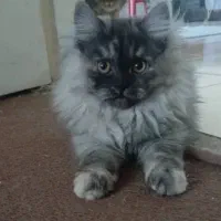 توله پرشین کلاسیک ماده 3 ماهه|گربه|شیراز, شهرک گلستان|دیوار