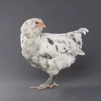 مرغ امرکانویس اصیل وارداتی قلم سبز