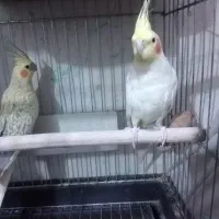 یک  جفت عروس هلندی نروماده مولد