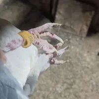 کفتر پلاک عراق.|پرنده|شاهرود, |دیوار