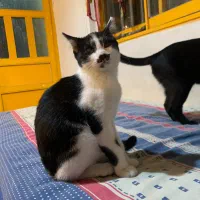 واگذاری|گربه|نوشهر, |دیوار