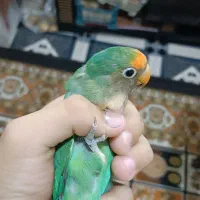 طوطی برزیلی نر|پرنده|پارسآباد, |دیوار