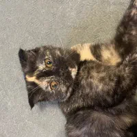 گربه های اسکاتیش بریتیش|گربه|ری, دولتآباد|دیوار