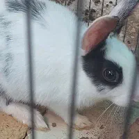 خرگوش