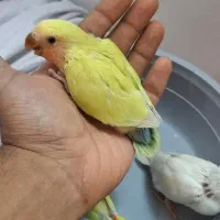طوطی کوتوله برزیلی سرلاکی مرغ عشق انگلیسی هلندی|پرنده|بجنورد, |دیوار