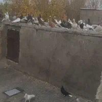 کفتر|پرنده|تاکستان, |دیوار