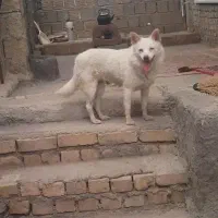 سگ پاکوتاه ماده