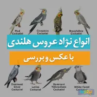 عروس هلندی