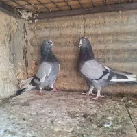 کفتر ۳ جفت   نشوندار