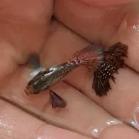 ماهی گوپی بیگ ایر و... تعداد|ماهی|اردبیل, |دیوار