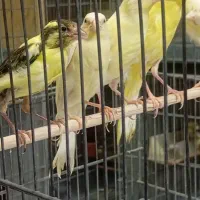 جوجه قناری 6 عدد