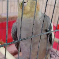 عروس هلندی گمشده