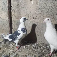 کبوتر کفتر|پرنده|سیب و سوران, |دیوار