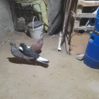 کبوتر فروشی|پرنده|چابهار, |دیوار