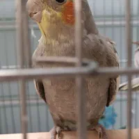 عروس هلندی نر نژاد سینامون ۸ ماهه