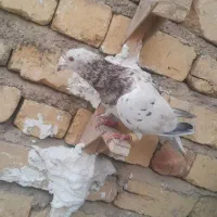 کبوتر یا کفتر سرور