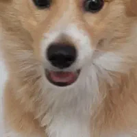 فروش سگ خانگی|سگ|شیرگاه, |دیوار