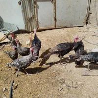 بوقلمون و مرغ خروس محلی واردک اسرائیلی خروس مشکی