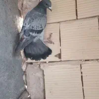 ۳ تا صید ۵۰۰|پرنده|تربتحیدریه, منظر|دیوار