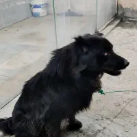 سگ ...|سگ|طرقبه, |دیوار