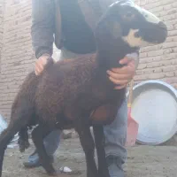 گوسفند برره نژاد دار و فوق العاده|حیوانات مزرعه|بناب, |دیوار