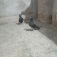 کبوتر فروشی