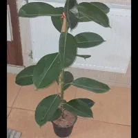 فیکوس سبز زیبا|گل و گیاه طبیعی|بجنورد, |دیوار