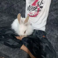 خرگوش جرسی لوپ دستی|موش و خرگوش|یزد, |دیوار