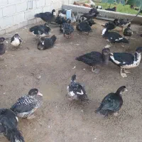 فروش 50عدد اردک مسکویی نروماده|حیوانات مزرعه|بندر ترکمن, |دیوار