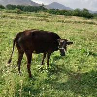 گاو نوبرماده