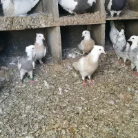 طوقی اصیل|پرنده|میانه, |دیوار