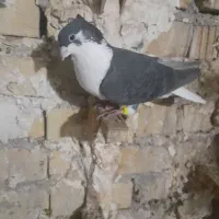 مخمل سیاه گمشده.گوک سینه سیاه و ده پر قهوه ای