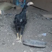 جوجه خروس لاری نوک طوطی چشم سفید فروشی|پرنده|قائن, |دیوار