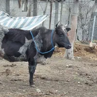 گاو چالوسی اصل شاه گاو ۲ راس اماده زایمان