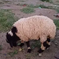 فروش بره نر