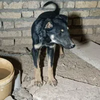 توله سگ ژرمن