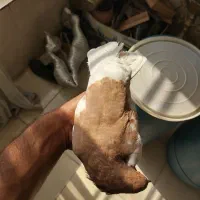 کفتر شهری یال زرد و سینه سرکه ای دوکت سفید ماده|پرنده|شیراز, عادل آباد|دیوار